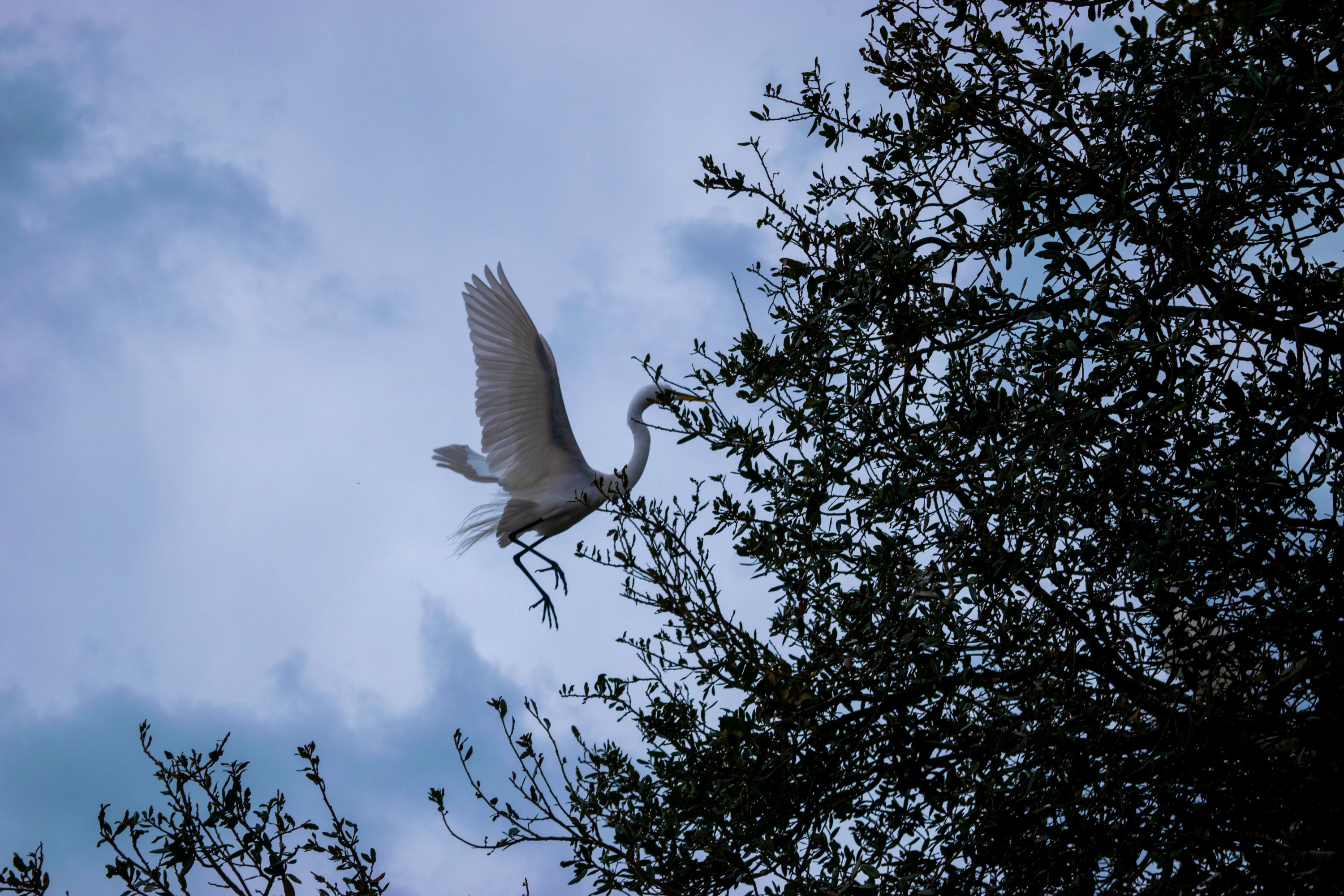 A local feathered visitor gathers a stick for its nest from the trees around the Sanctuary. Local birds congregate at the Seaside Seabird Sanctuary because it is one of the few properties in the area to have an abundance of trees.